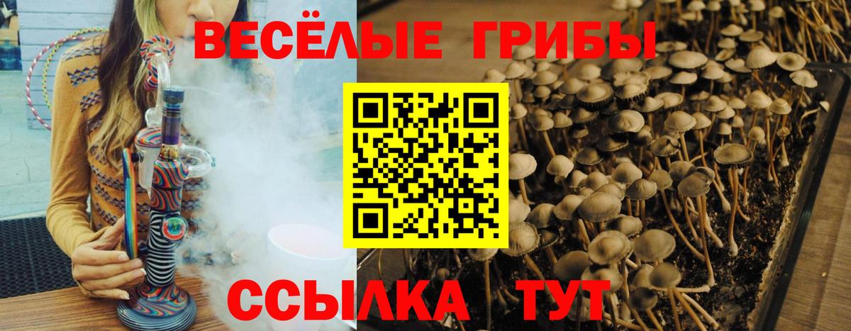 Галлюциногенные грибы мицелий  Вход с VPN  сколько стоит  Богданович  Псилоцибиновые грибы MAGIC MUSHROOMS 